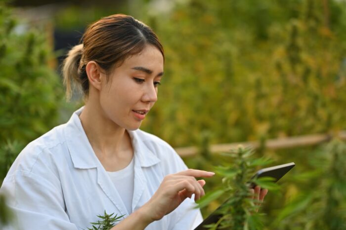 Las Positas has potential for a cannabis program
