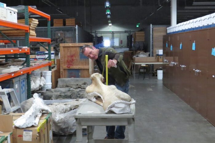 Mammoth bones on display, discovered 13 years ago on campus