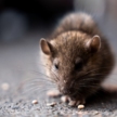 ‘It’s a wild mess’: Another infestation hits LPC as mice partied on campus over winter break